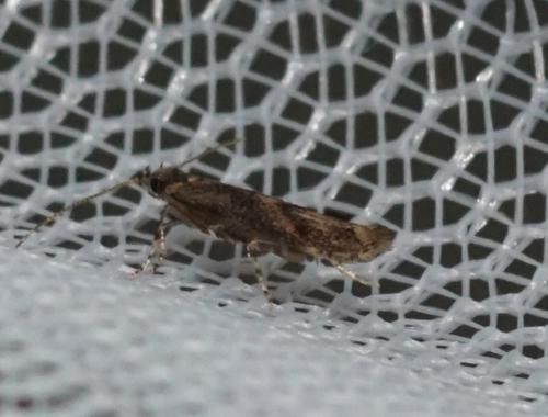 Réf. 282 026 : Coccidiphila gerasimovi